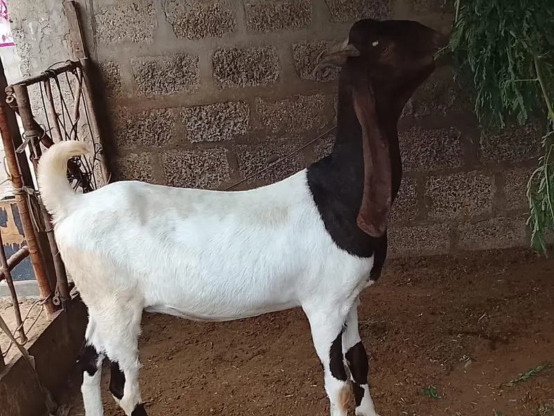 Beetal pair and Kamori Bakri — photo 3
