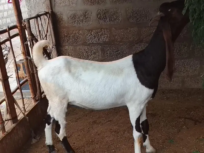 Beetal pair and Kamori Bakri — photo 4
