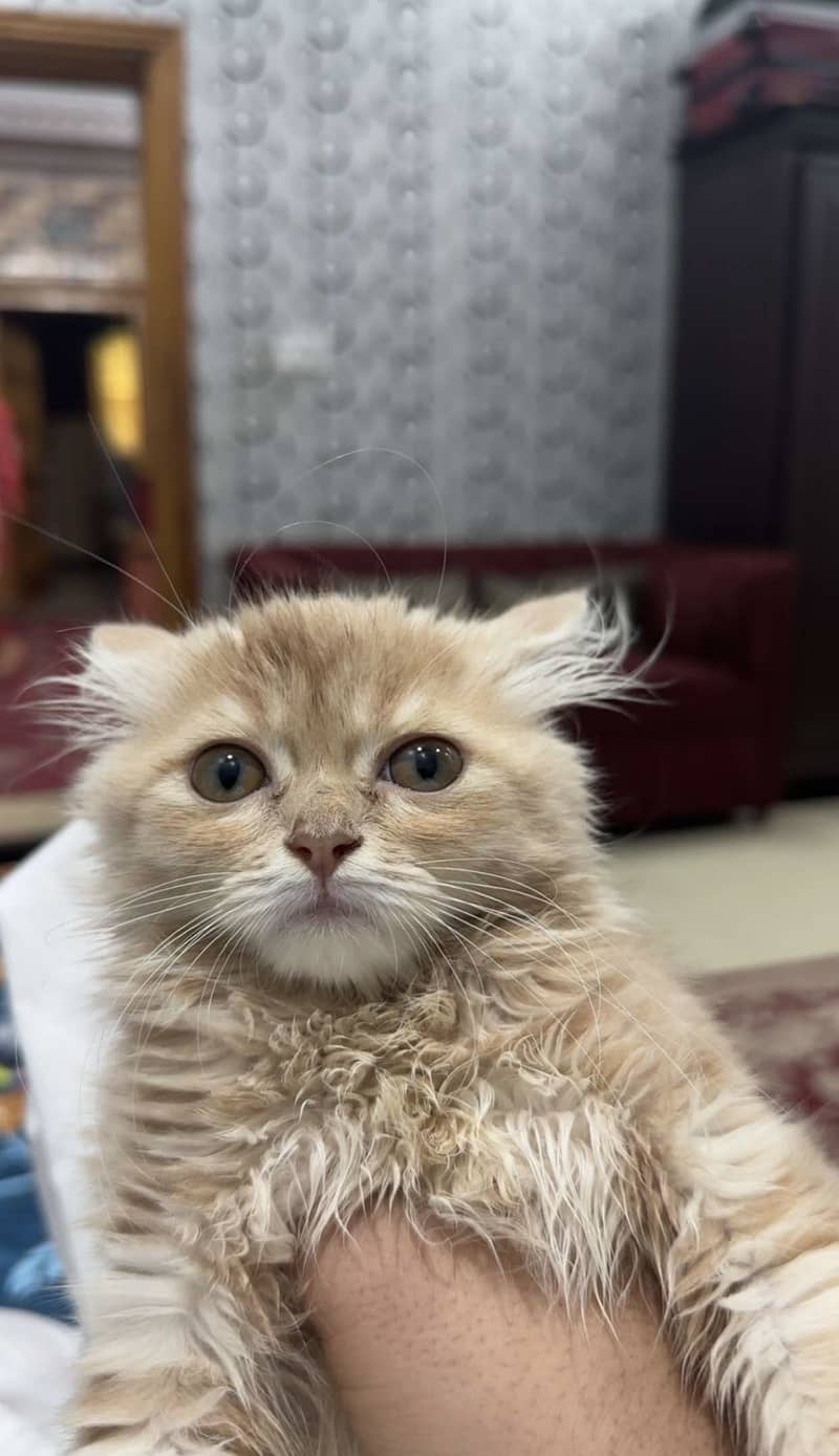 Persian Cat 1