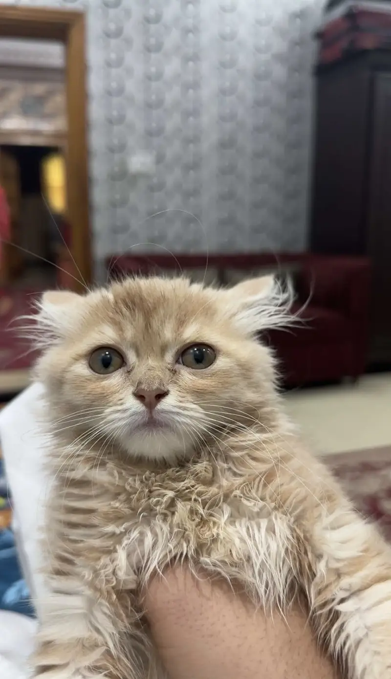 Persian Cat — photo 2