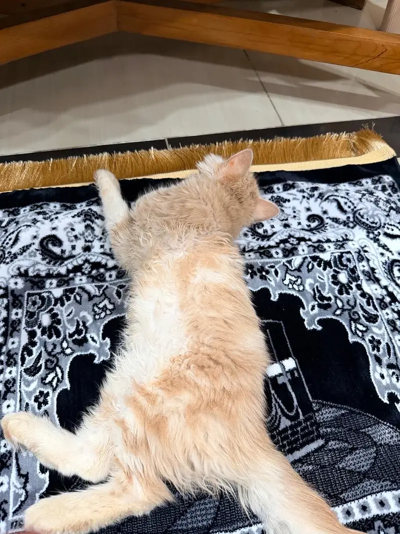 Persian Cat — photo 3