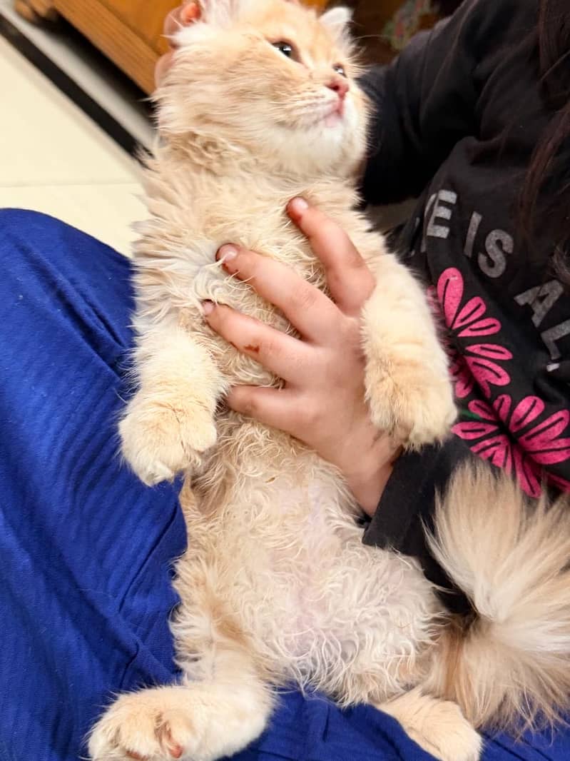 Persian Cat 3