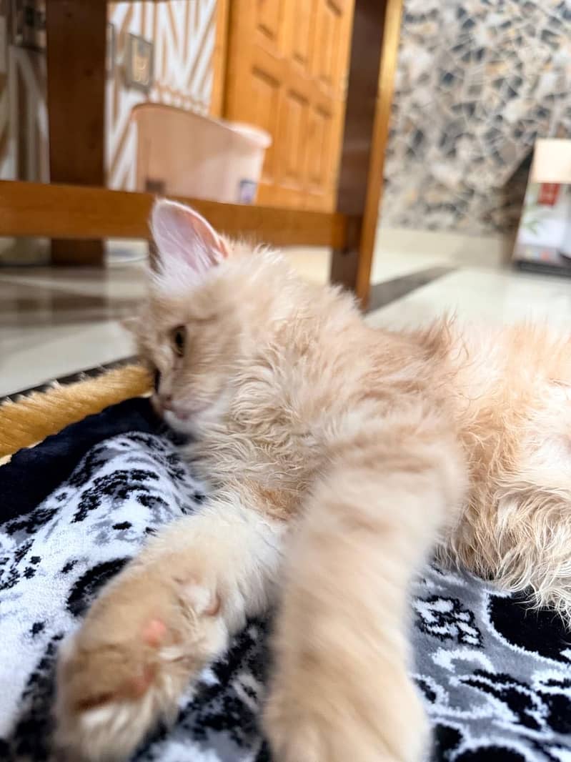 Persian Cat 4