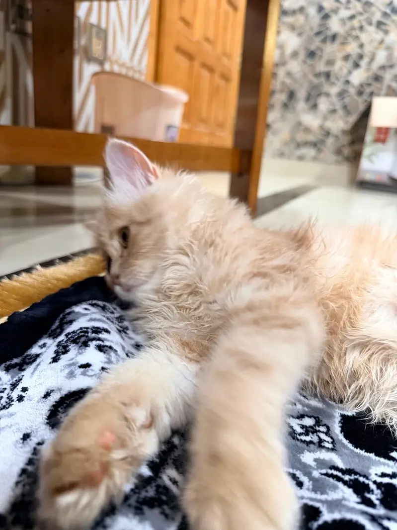 Persian Cat — photo 5