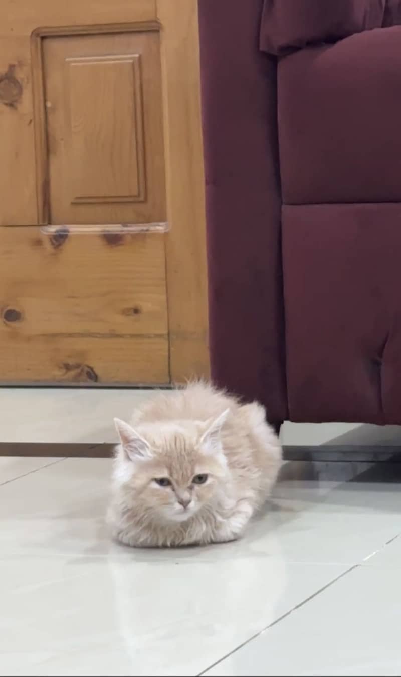 Persian Cat 5