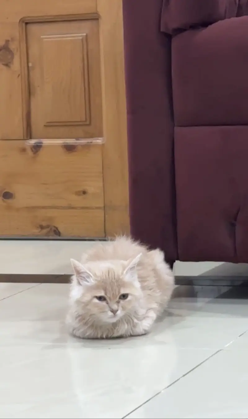Persian Cat — photo 6