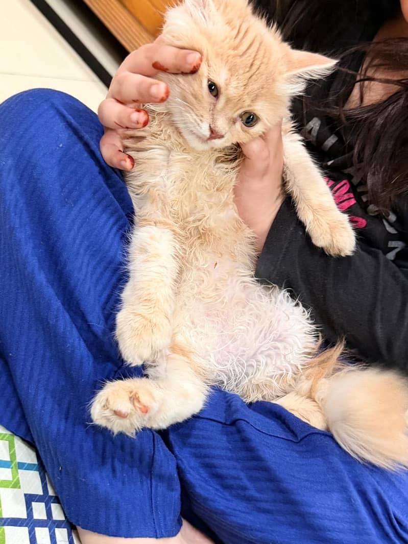 Persian Cat 6