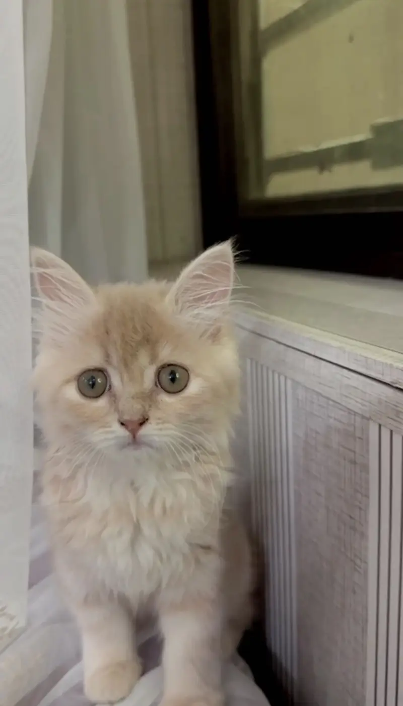 Persian Cat — photo 8