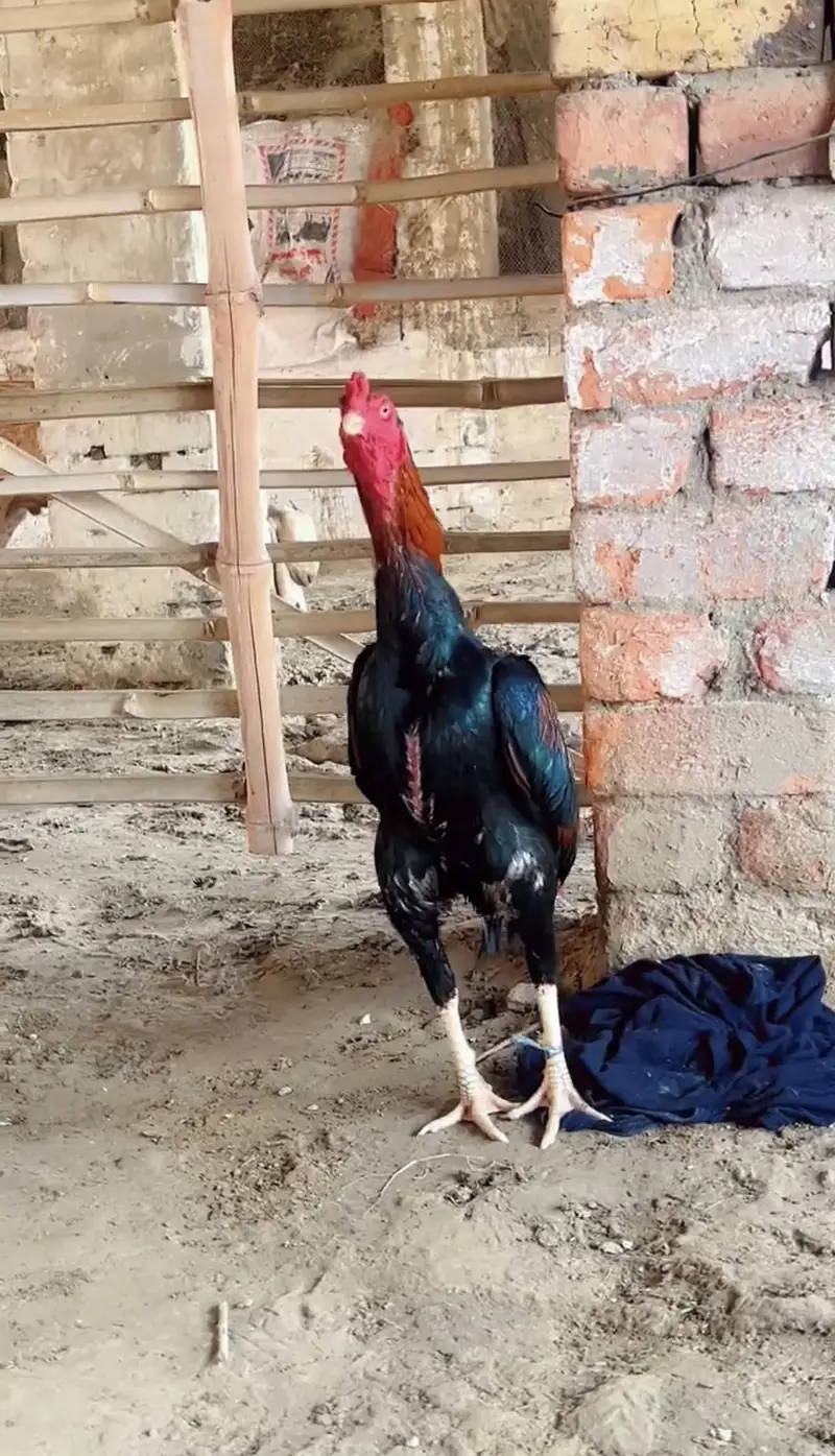 pure aseel toop qwalty full tyar patha — photo 5