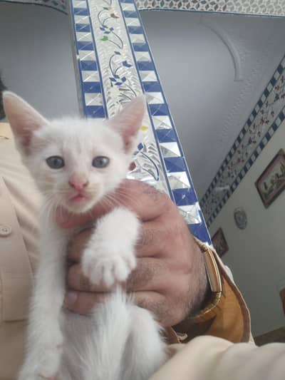 pair kitten for sale