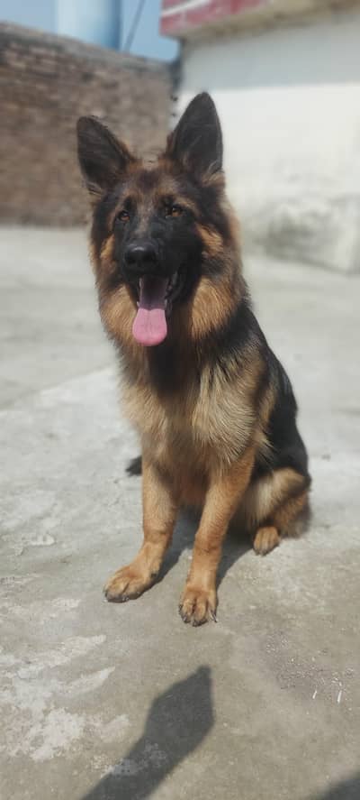 German shepherd long coat female