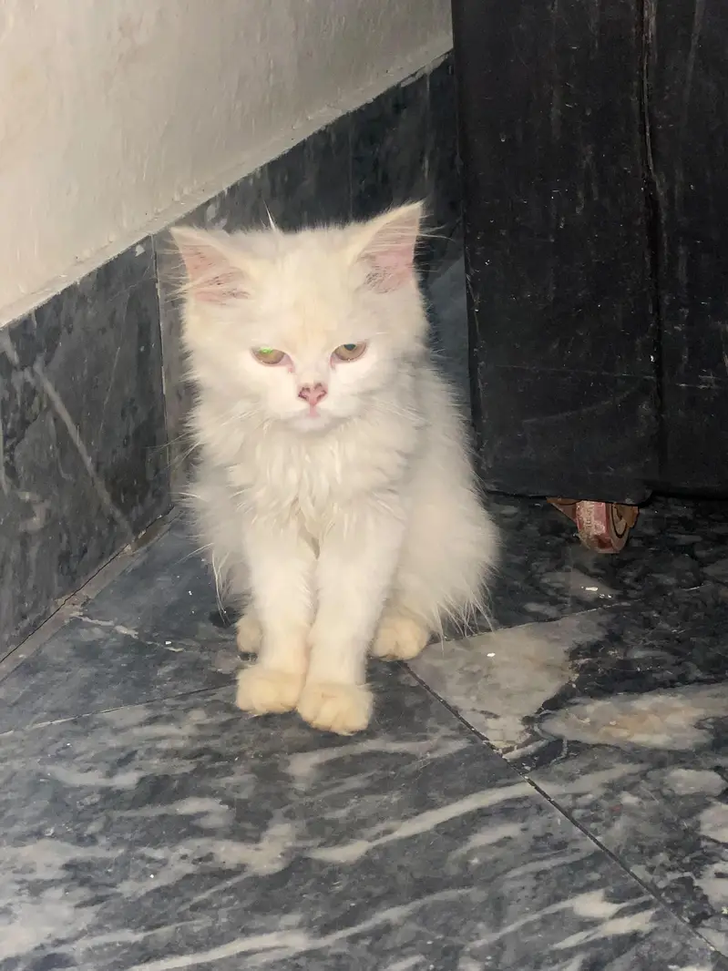 maada bhi he awr maadi be he jora he — photo 3