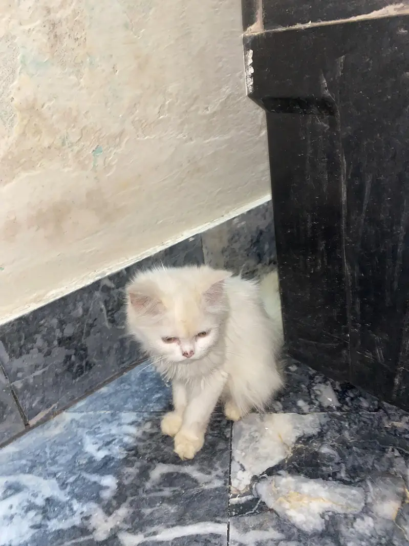 maada bhi he awr maadi be he jora he — photo 5