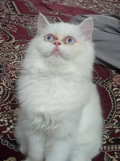 punch face white cat for sale