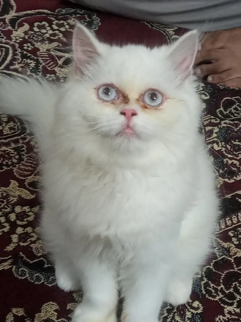 punch face white cat for sale — photo 2