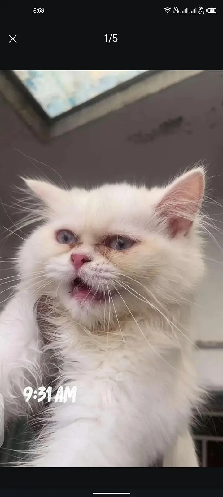 punch face white cat for sale — photo 3