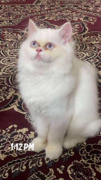 punch face white cat for sale
