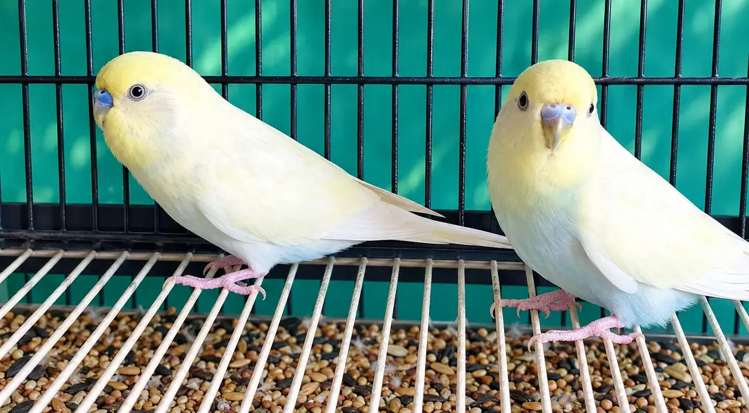 Australian king size and exhibition breader Pair — photo 2
