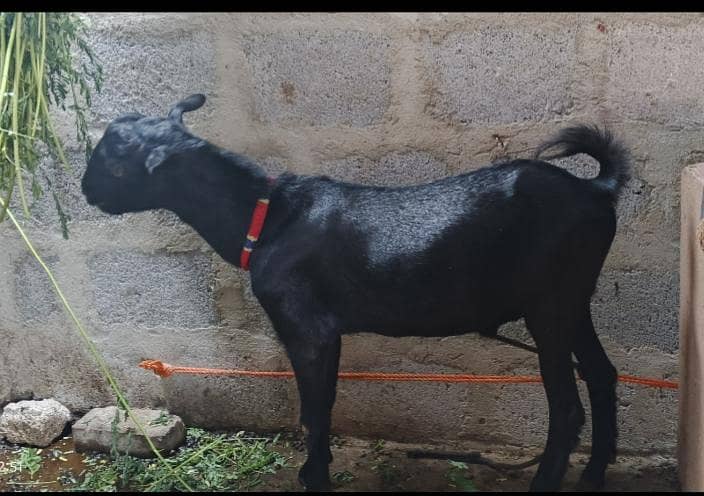 Black Tadda 0