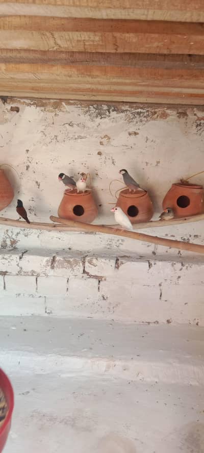 white finches grey finches orr imported finches available