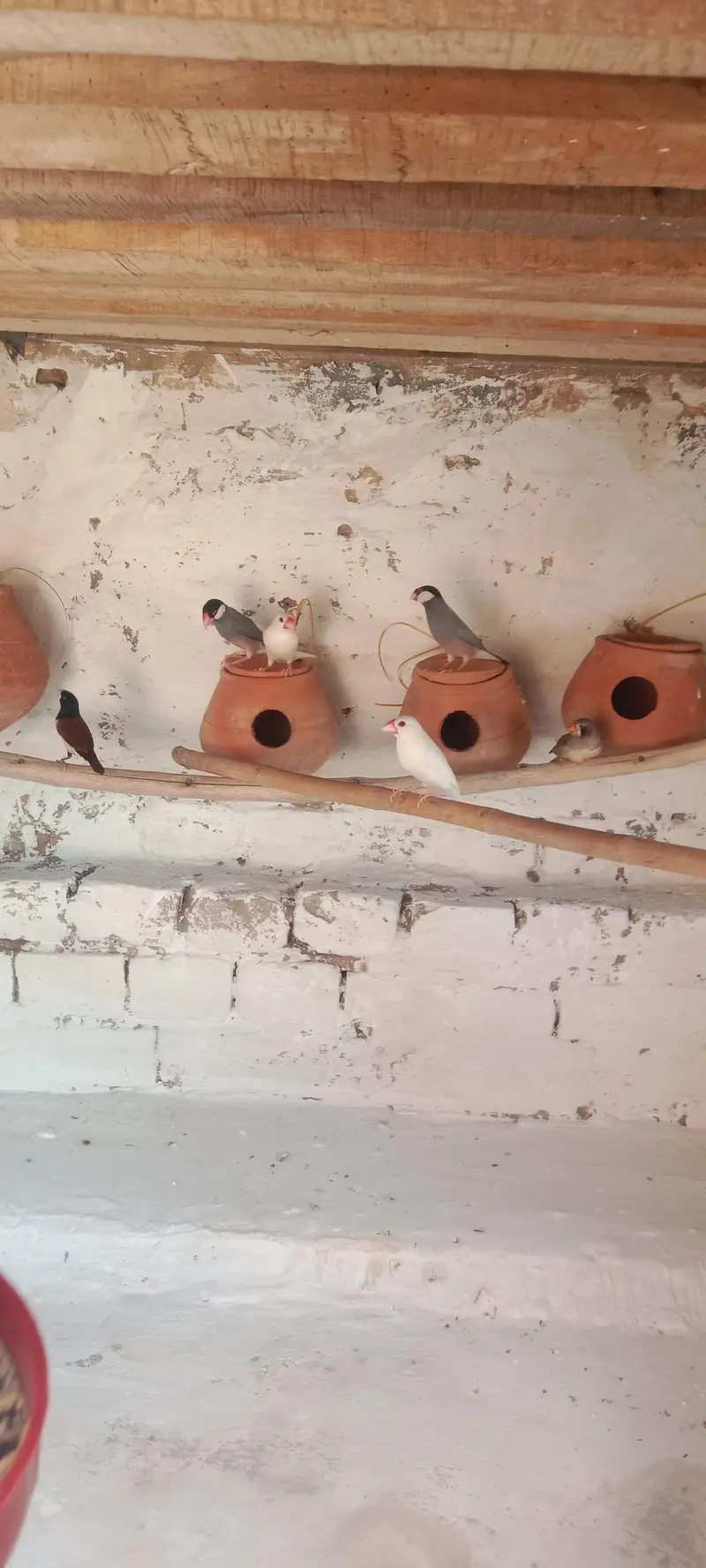 white finches grey finches orr imported finches available
