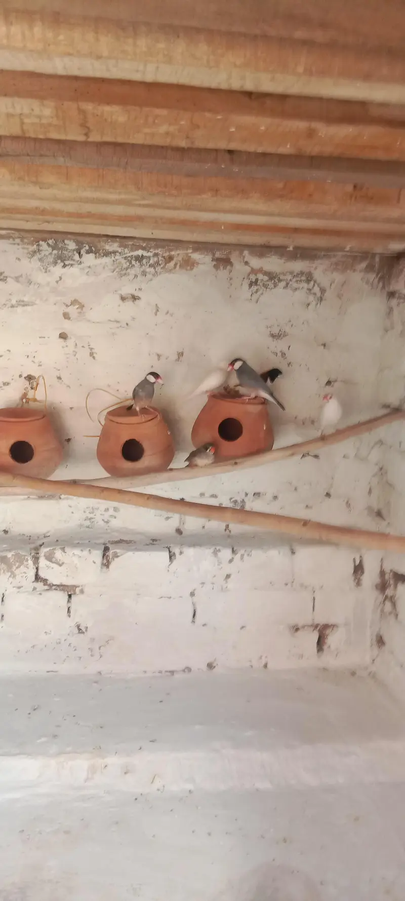white finches grey finches orr imported finches available — photo 2