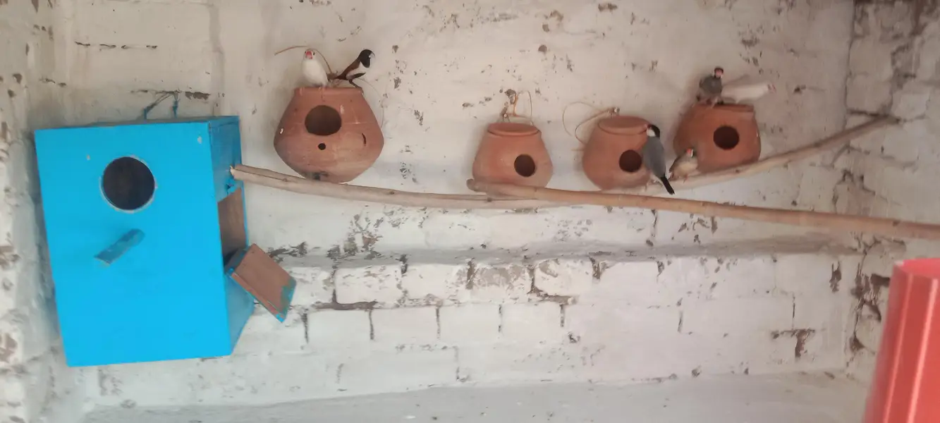 white finches grey finches orr imported finches available — photo 3