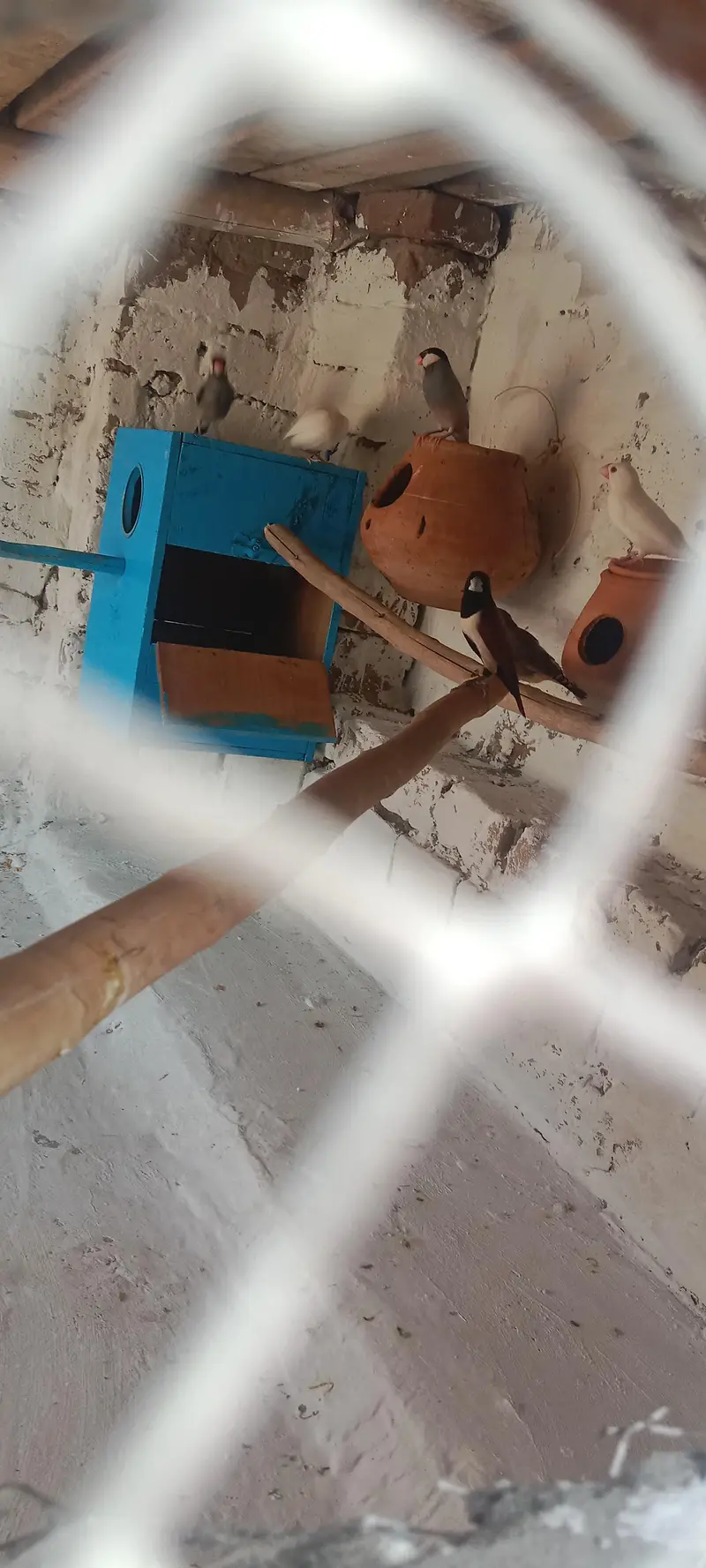white finches grey finches orr imported finches available — photo 4