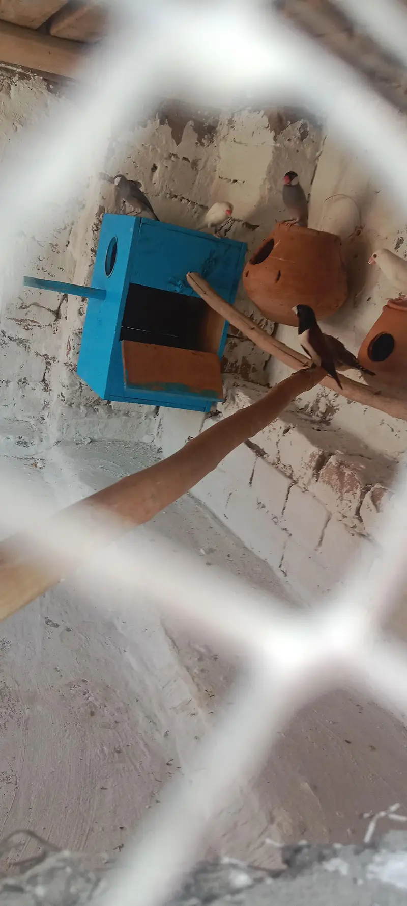 white finches grey finches orr imported finches available — photo 5