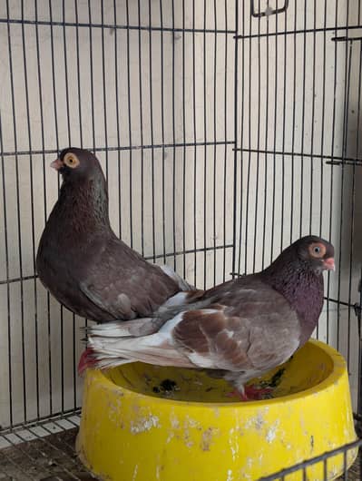 usbuk pigeons for sale