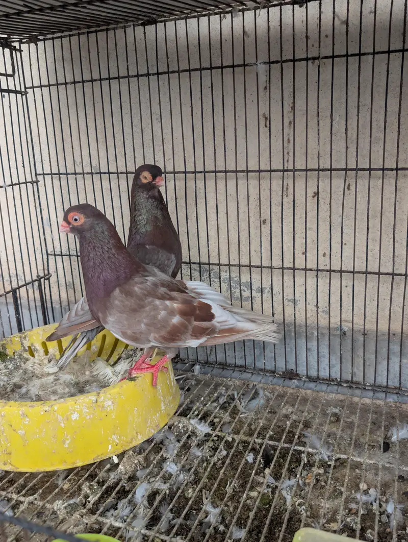 usbuk pigeons for sale — photo 2