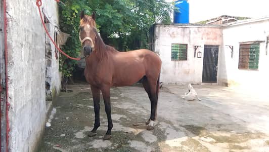 throughbred stallion for stud service