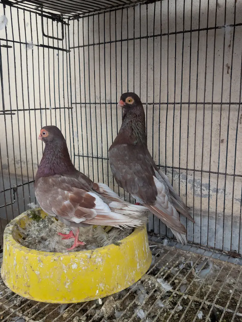 usbuk pigeons for sale — photo 3