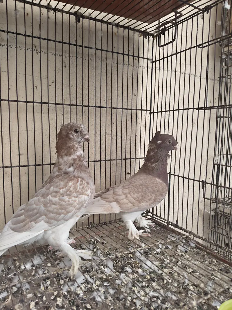 usbuk pigeons for sale — photo 4