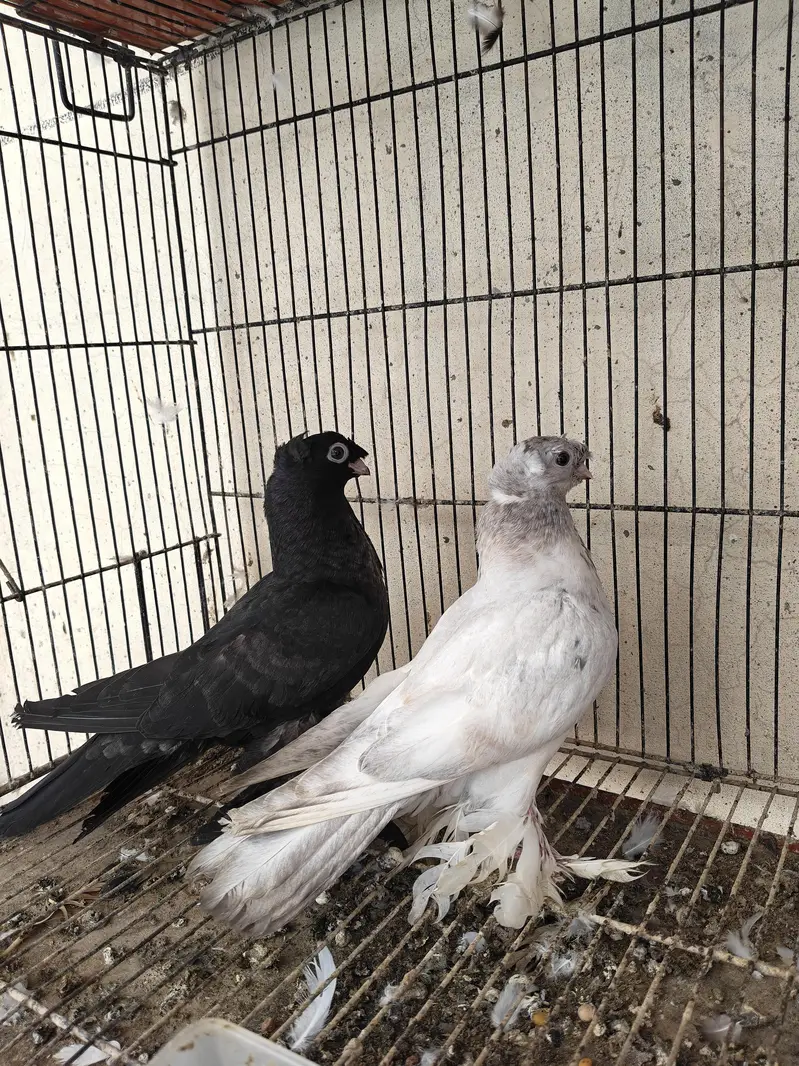 usbuk pigeons for sale — photo 6