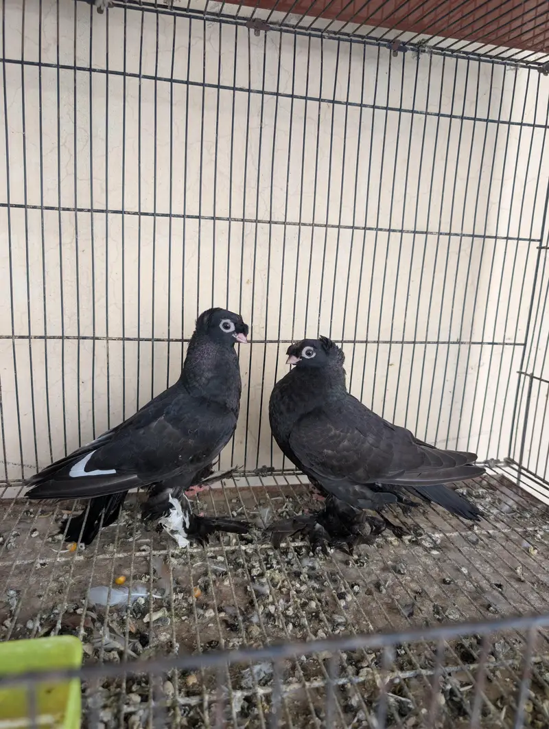usbuk pigeons for sale — photo 7
