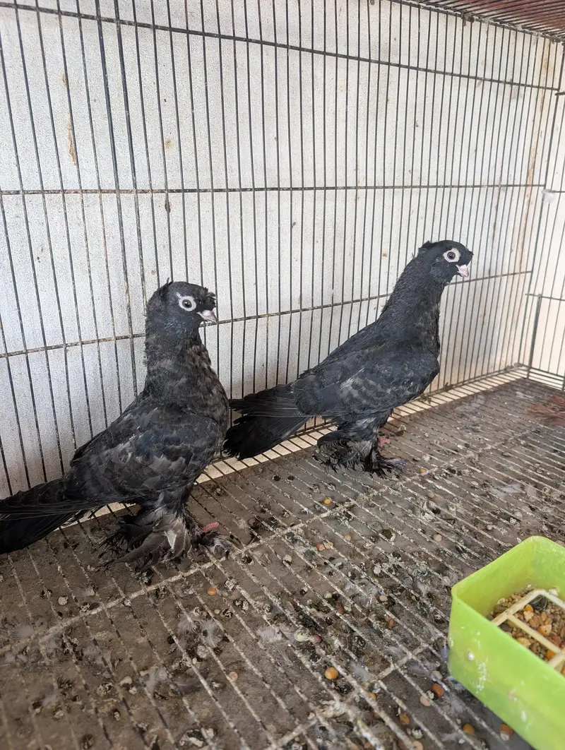 usbuk pigeons for sale — photo 8