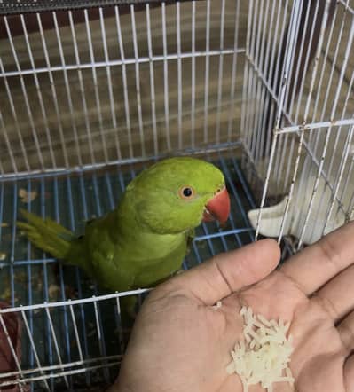Female Green Parrot with Cage