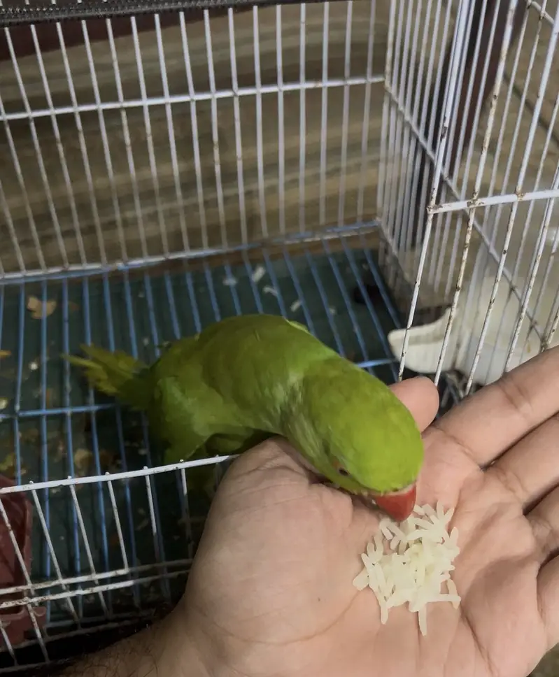 Female Green Parrot with Cage — photo 2