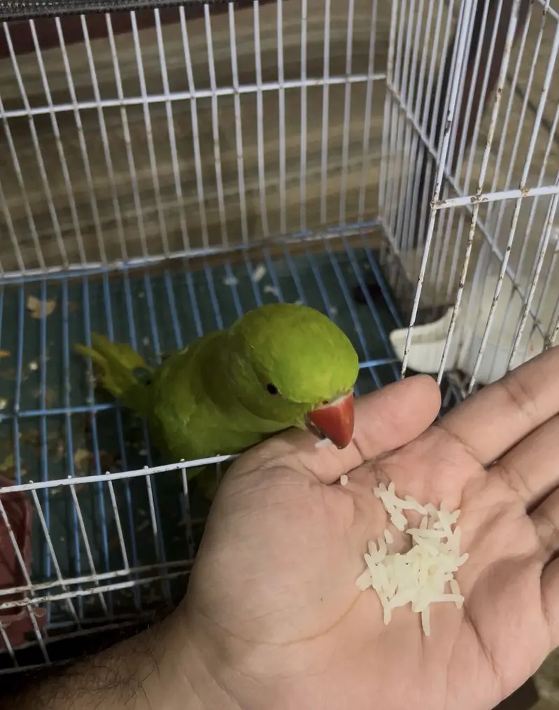 Female Green Parrot with Cage — photo 3