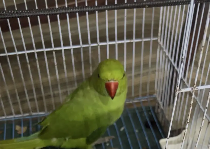 Female Green Parrot with Cage — photo 4