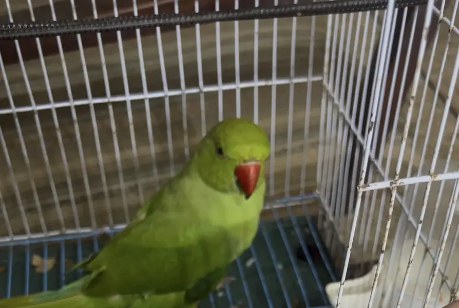 Female Green Parrot with Cage — photo 5