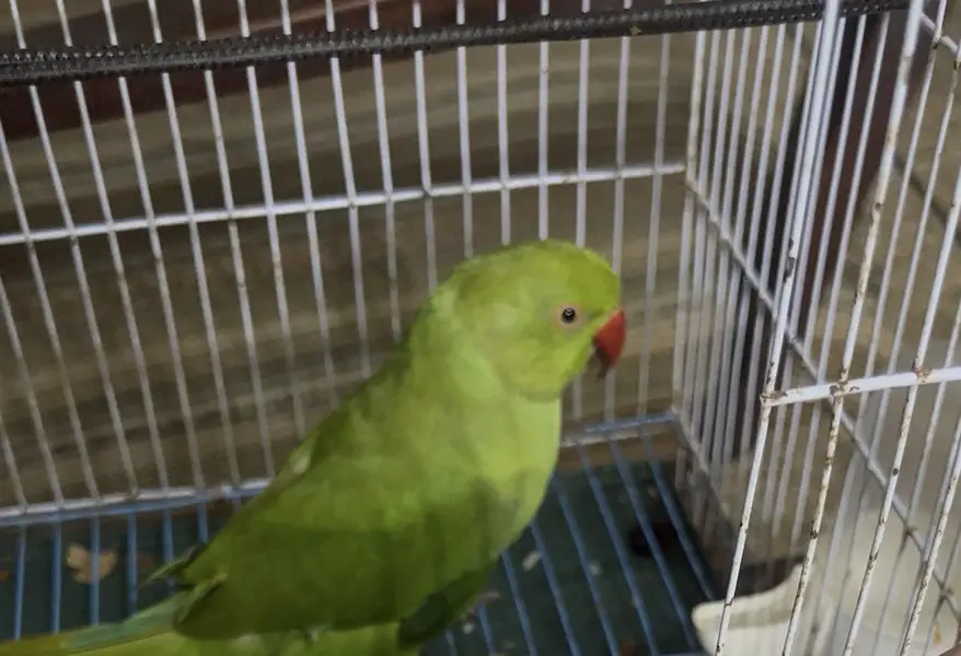 Female Green Parrot with Cage — photo 6