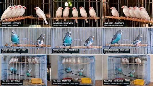 Budgies and white java finch