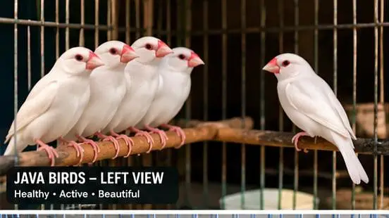 Budgies and white java finch — photo 2