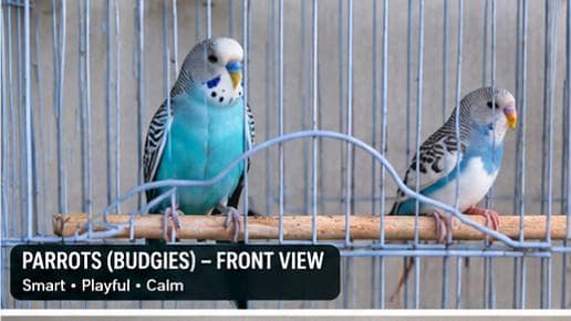 Budgies and white java finch 2
