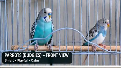 Budgies and white java finch — photo 3