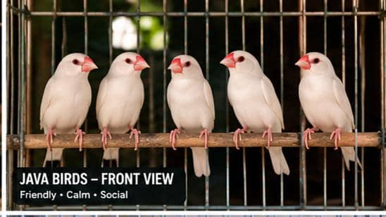 Budgies and white java finch 3