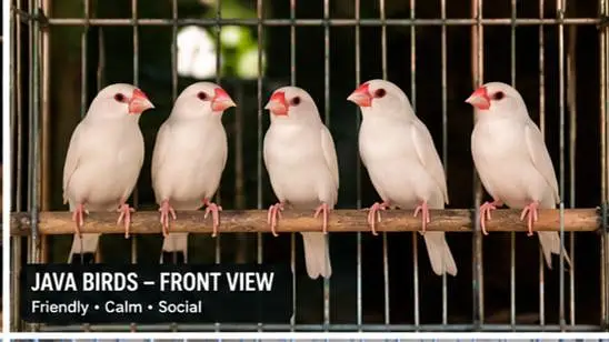 Budgies and white java finch — photo 4
