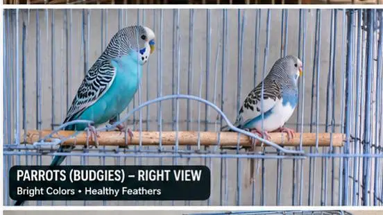 Budgies and white java finch — photo 5